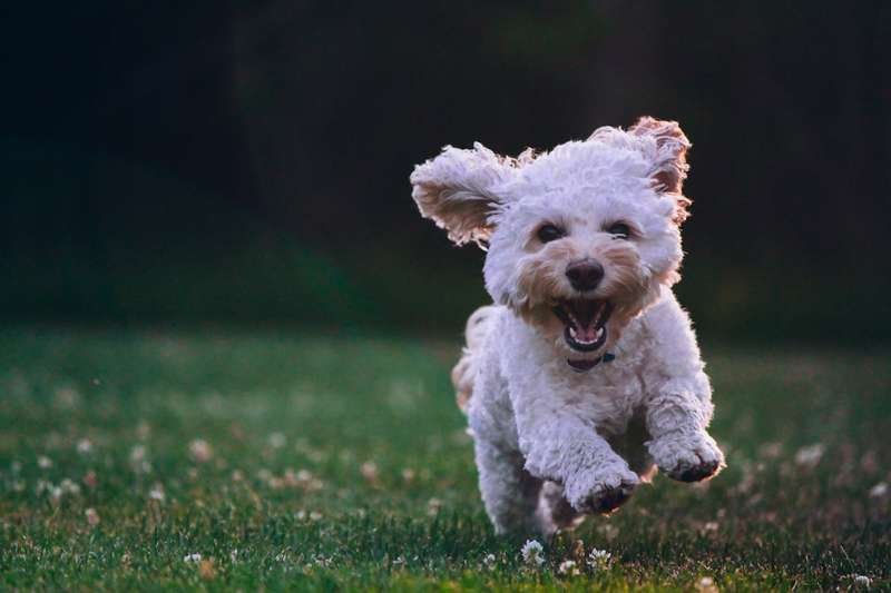Happy small dog running and smiling with healthy teeth
