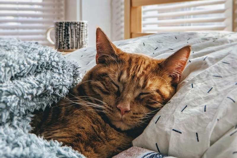 Orange tabby cat resting peacefully at home