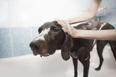 Dog getting a bath in a grooming tub