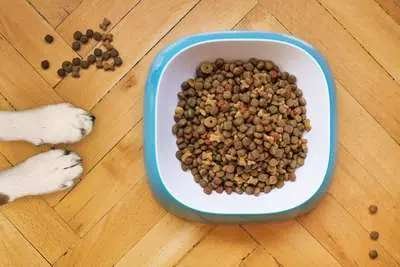 Bowl of dry dog food