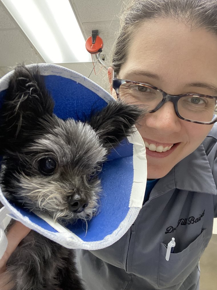 Dr. Jill Baird, DVM holding a small dog in a recovery cone at College Boulevard Animal Hospital in Overland Park, Kansas