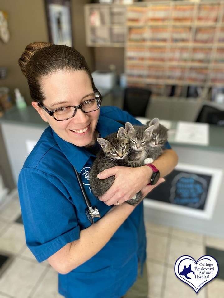 Dr. Jill Baird, DVM holding kittens at College Boulevard Animal Hospital in Overland Park, KS
