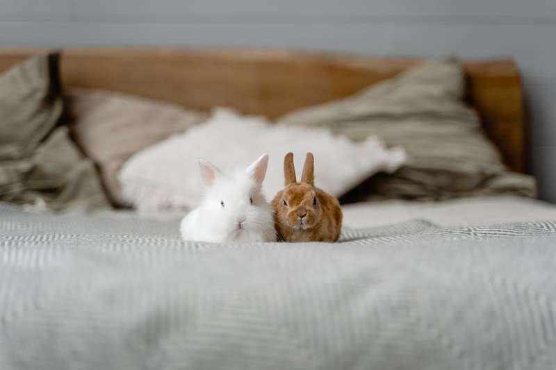 Two adorable pet rabbits sitting together on a cozy bed