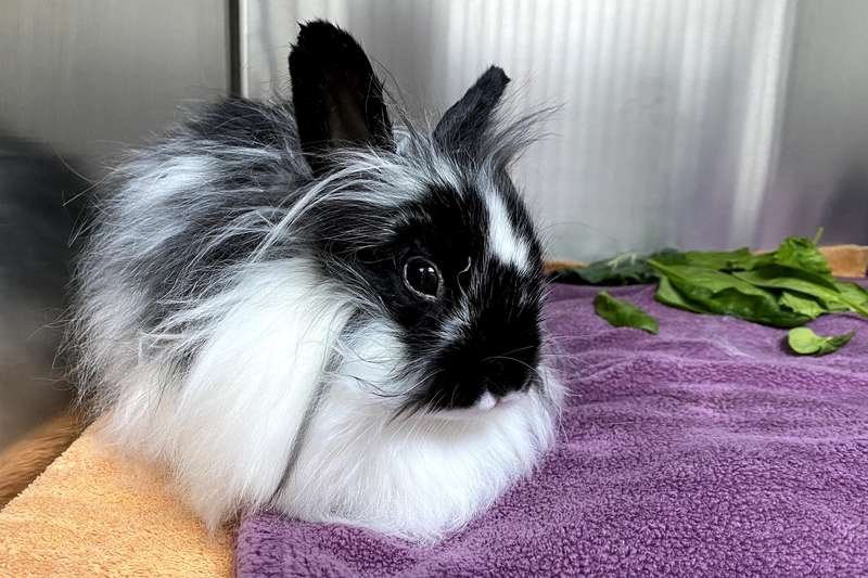 Black and white rabbit eating fresh lettuce