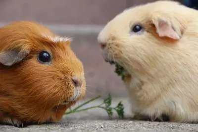 Two guinea pigs side by side