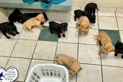 A group of puppies together