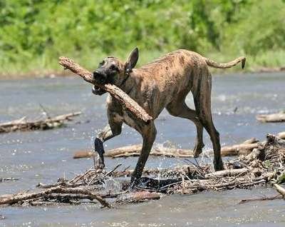 A happy brindle dog carrying a large stick through a river