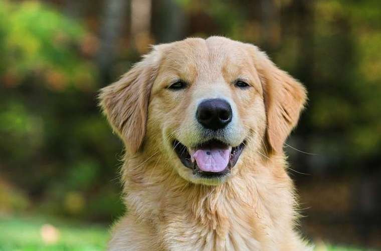 Friendly golden retriever smiling in a natural outdoor setting
