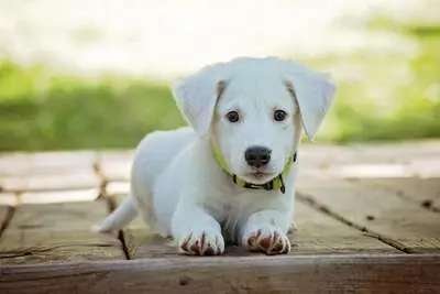 Puppy standing outside in the grass