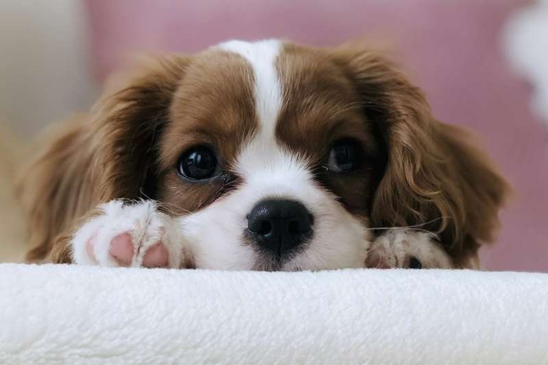 Calm Cavalier King Charles Spaniel resting comfortably