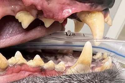 Dog's teeth before a professional dental cleaning