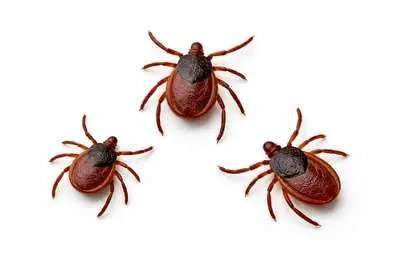 Ticks on a leaf